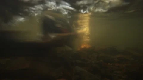 Underwater view of spawning coho salmon at Oregon Coast Vidéo 68585571
