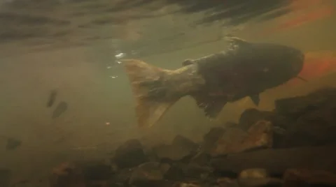 Underwater view of spawning coho salmon at Oregon Coast Stock Footage 68585596