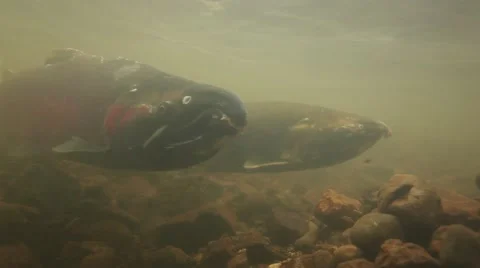 Underwater view of spawning coho salmon at Oregon Coast Stock Footage 68585598
