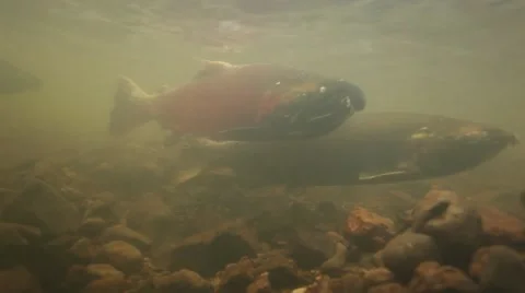 Underwater view of spawning coho salmon at Oregon Coast Vidéo 68585632