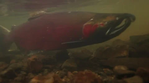 Underwater view of spawning coho salmon at Oregon Coast Vidéo 68585633