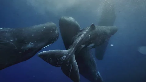 Underwater view of Sperm Whale group socialization. Wildlife marine mammal Stock Footage 257322269