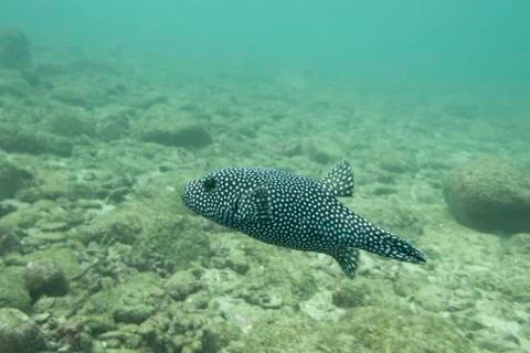 Underwater view of a spotted fish Stock Photos