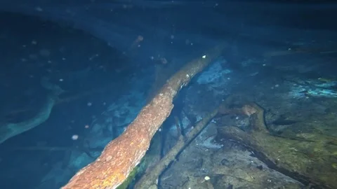Underwater view of submerged tree trunks and fish swimming 動画素材 339221337