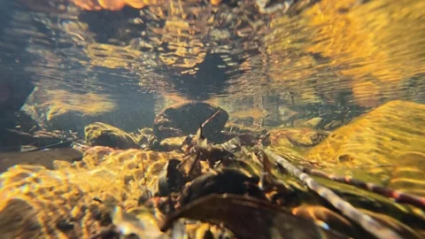 Underwater View of Sunlit Rocks in Clear Freshwater Creek Stock Footage 345710598