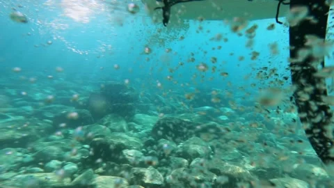 Underwater view of SUP-board sailing above rocky bottom Stock Footage 146733585