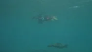 Underwater View Of Surfer Paddling Surfboard Stock Footage