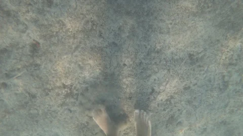 Underwater view of a swimmer's bare foot walking over a murky seafloor, Vidéo 344830241
