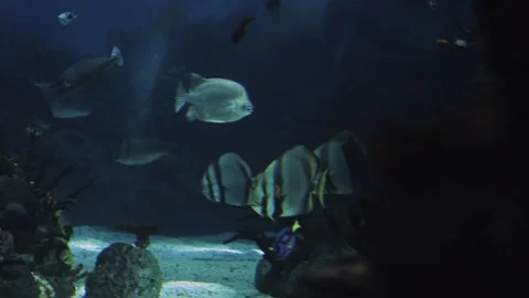 Underwater view of a swimming pool Stock Footage 155355928