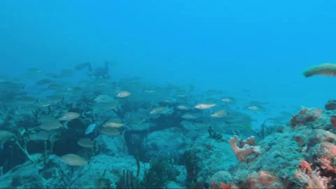 Underwater view of a swimming pool Stock Footage 155404881