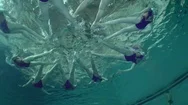 Underwater View Of Synchronized Swimming. Stock Footage