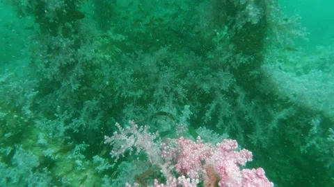 Underwater view of a teddy bear 库存影片 156849271