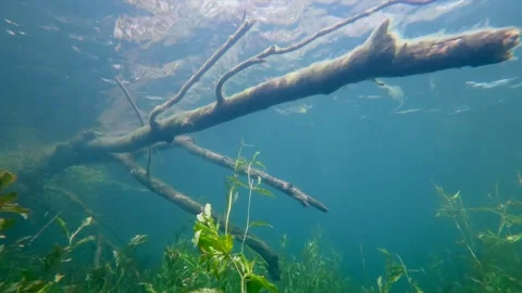 Underwater view toward the surface beneath a sunken tree horizontal Stock Footage 344689917