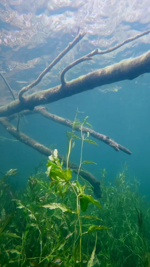 Underwater view toward the surface beneath a sunken tree vertical Stock Footage 344689918