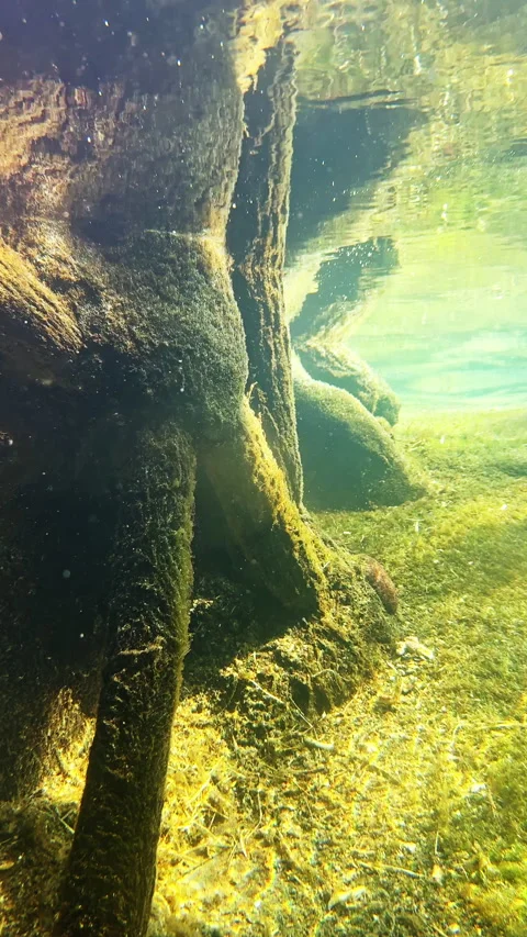 Underwater view of tree roots with plants in clear water near a riverbank in the Stock Footage 332272483