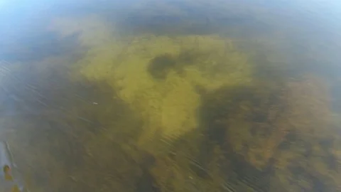 Underwater view with trees reflection, Boat moving personal view, POV Vídeo Stock 70450309