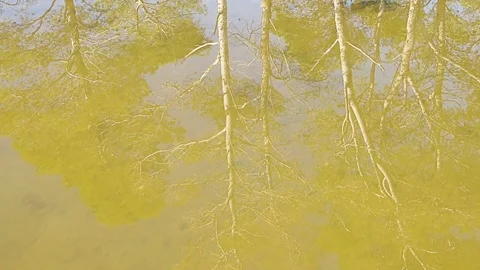 Underwater view with trees reflection, Boat moving personal view, POV Stock Footage 70451939