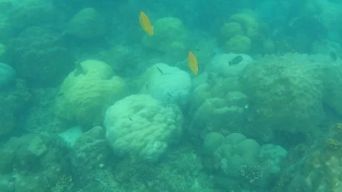 Underwater view of tropical coral reef with vibrant yellow butterflyfish and Stock Footage 320516663