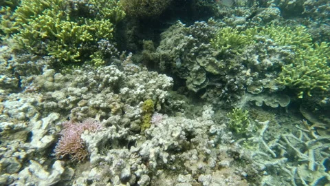 Underwater view of tropical fish in clear waters of the South Pacific in Samoa Stock Footage 131790480
