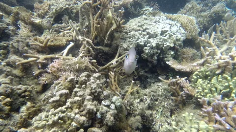 Underwater view of tropical fish in clear waters of the South Pacific in Samoa Stock Footage 131790845