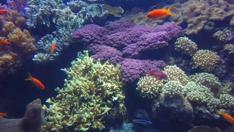 Underwater view from Tropical fish on a reef Stock Footage 246229707