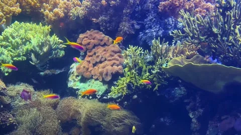 Underwater view from Tropical fish on a reef Stock Footage 304732335