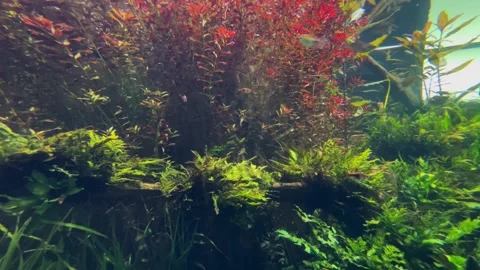 Underwater view from Tropical fish on a reef Stock Footage 304732359