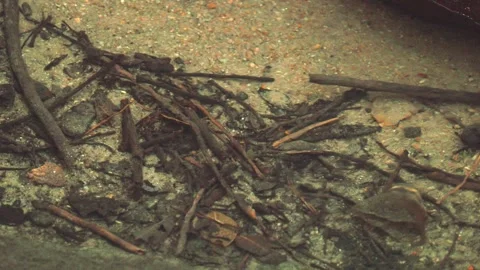 Underwater View of Tropical Stream Bed with Driftwood and Sand Vidéo 340869043