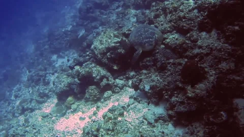 Underwater view of turtle hide in coral reef and diver pet the turtle Stock Footage 171194450