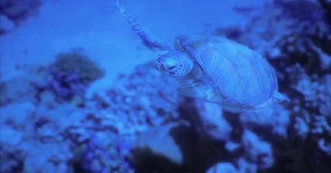 Underwater view of a turtle swimming gracefully among coral reefs Stock Illustration