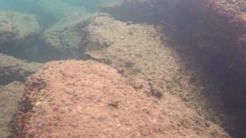 Underwater view of two fish swimming among rocks covered in algae, Golfe-Juan, Stock Footage 344830056