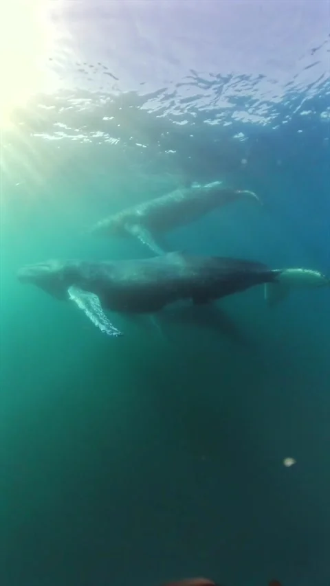 Underwater view of two humpback whales swimming beneath the surface Stock Footage 340068825