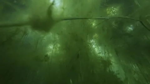 Underwater view of vertical Potamogeton plants and green Spirogyra algae in Vídeos de archivo 341289864