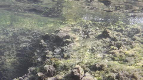 Underwater view of a vibrant seabed showing abundant seaweed and algae growing Stock Footage 343192394