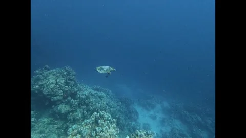 Underwater view of a wild sea turtle gracefully swimming in the deep blue Stock Footage 335149331