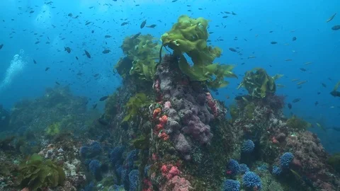 Underwater Vista California Stock Footage