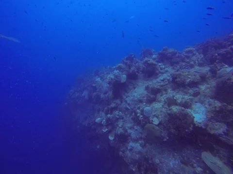 Underwater wall with fish Stock Footage 101450991