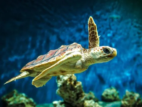 Underwater wallpaper Stock Photos