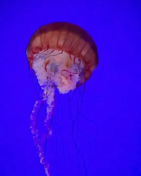 Underwater wallpaper Stock Photos