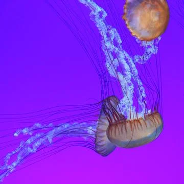 Underwater wallpaper Stock Photos