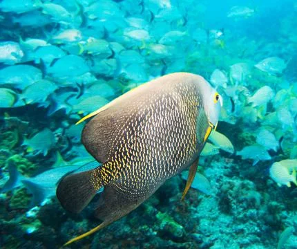 Underwater wallpaper Stock Photos