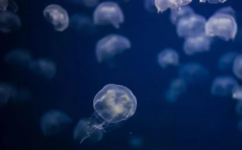 Underwater wallpaper Stock Photos