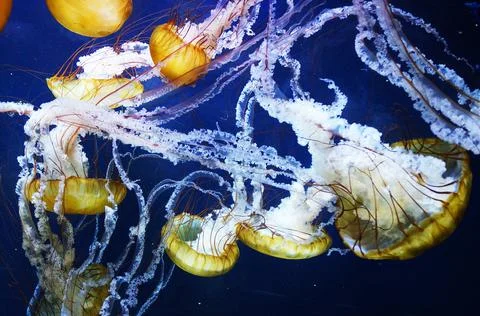 Underwater wallpaper Stock Photos