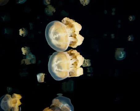 Underwater wallpaper Stock Photos