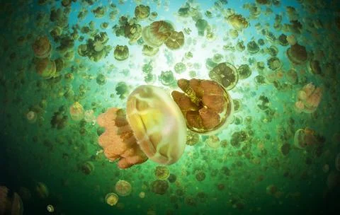 Underwater wallpaper Stock Photos