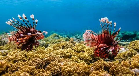 Underwater wallpaper Stock Photos