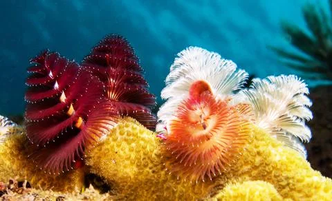 Underwater wallpaper Stock Photos