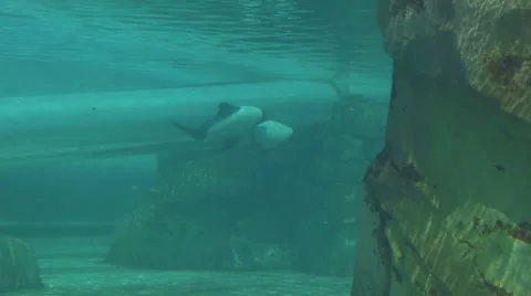 Underwater Waterslide Past Dolphins Video stock 25914537