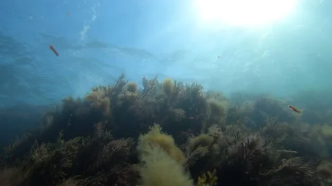 Underwater wave crashes into a rocky reef with algae Stock Footage 130845264