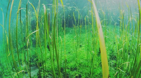 Underwater weeds algae Crystal Clear Freshwater sinkhole 4K AVAILABLE  Stockbeeldmateriaal 40773149